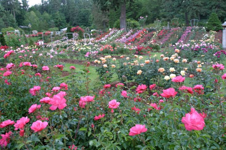 Japanese rose garden Trip Packages