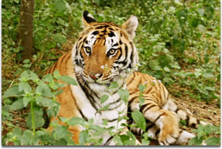 Pakhui wildlife sanctuary Trip Packages