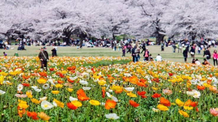 Showa Memorial Park Trip Packages