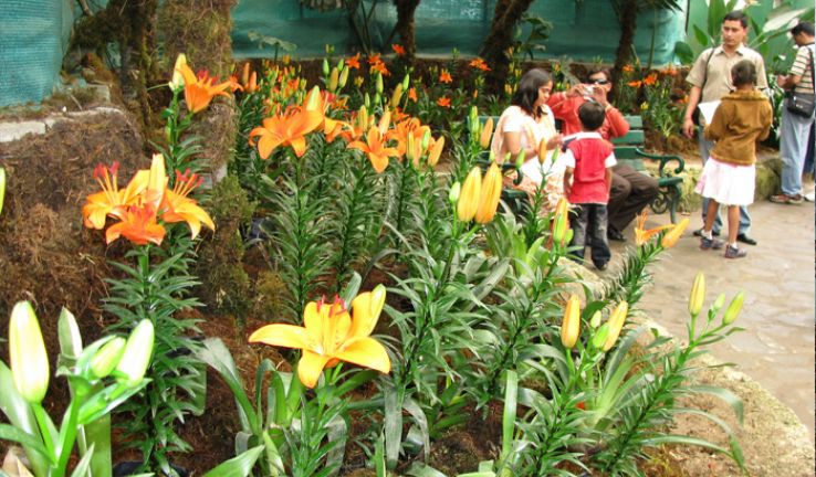 Flower Exhibition Centre Trip Packages