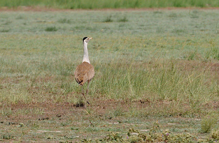 Narnala Wildlife Sanctuary Trip Packages