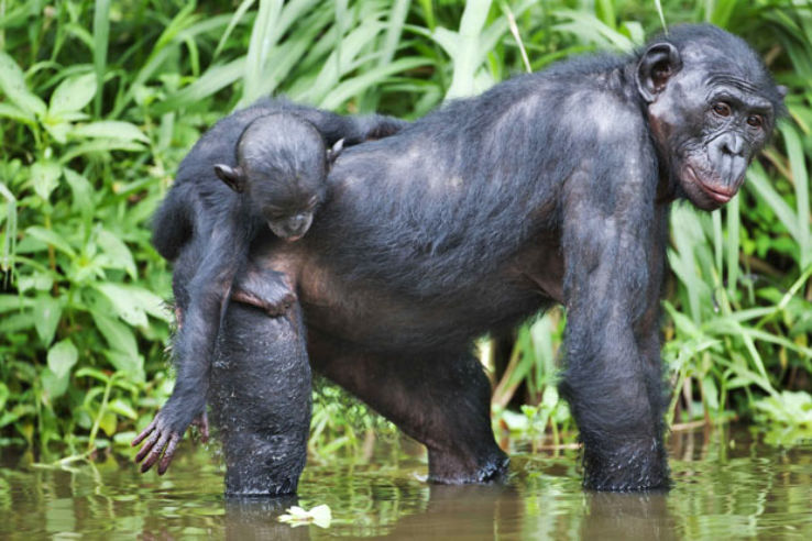 Lola ya Bonobo Trip Packages