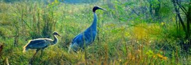 Salim Ali Bird Sanctuary Trip Packages