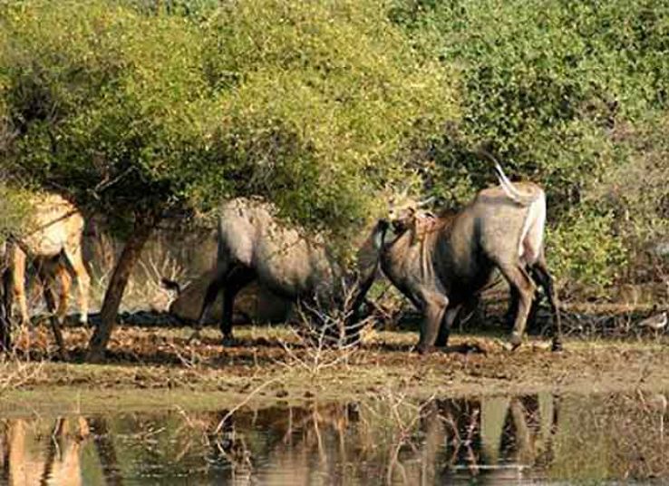 Sariska National Park Trip Packages