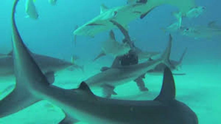 Scuba Diving  Trip Packages