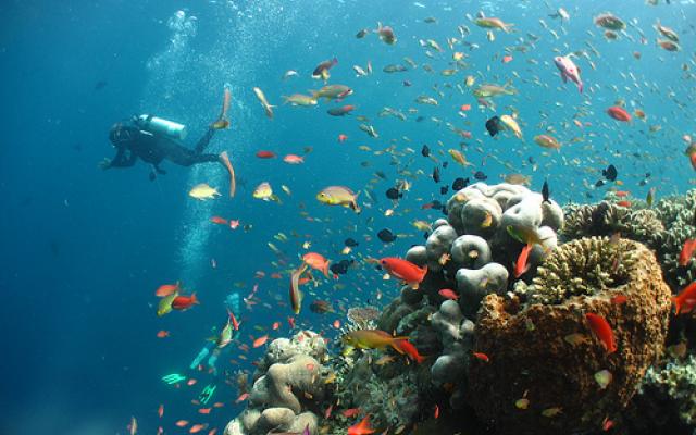 Scuba Diving: An Experience To Remember Trip Packages
