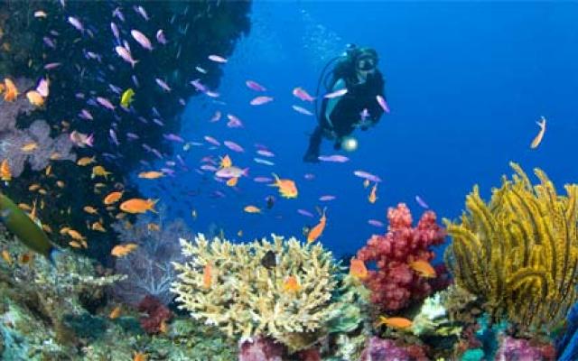 Scuba Diving: A Whole New World To Discover Trip Packages