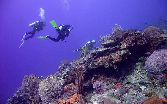 Looking For More Fun?: Scuba Diving Trip Packages