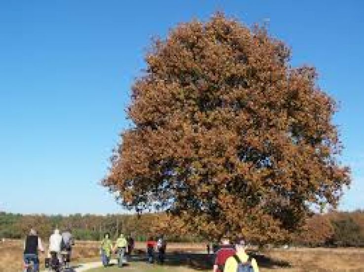 The Buurserzand Trip Packages