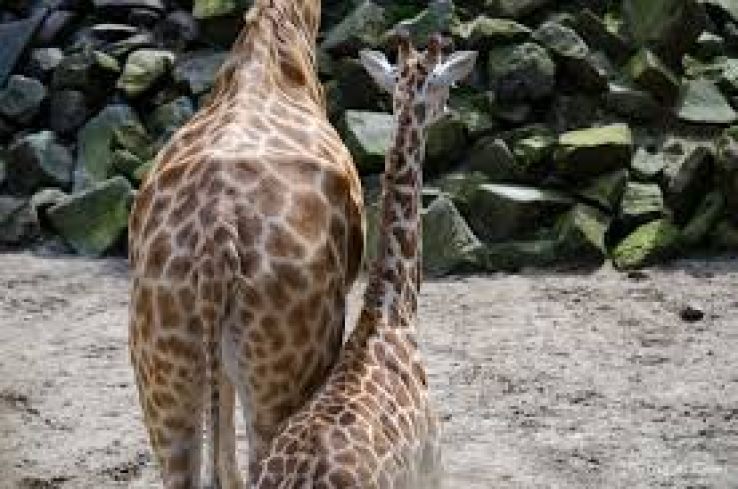 Ouwehands Dierenpark Trip Packages
