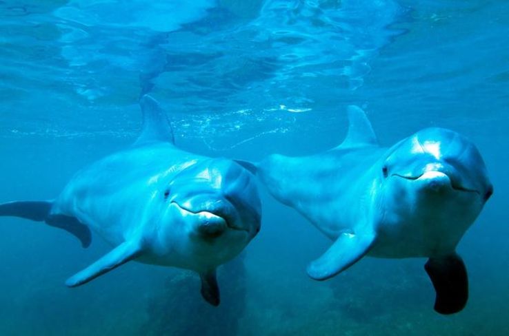 Shell Island Snorkelling and Dolphin Tours Trip Packages