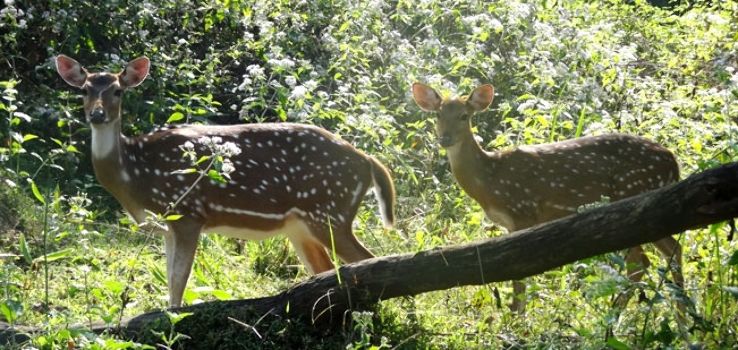 Silent Valley National Park Trip Packages