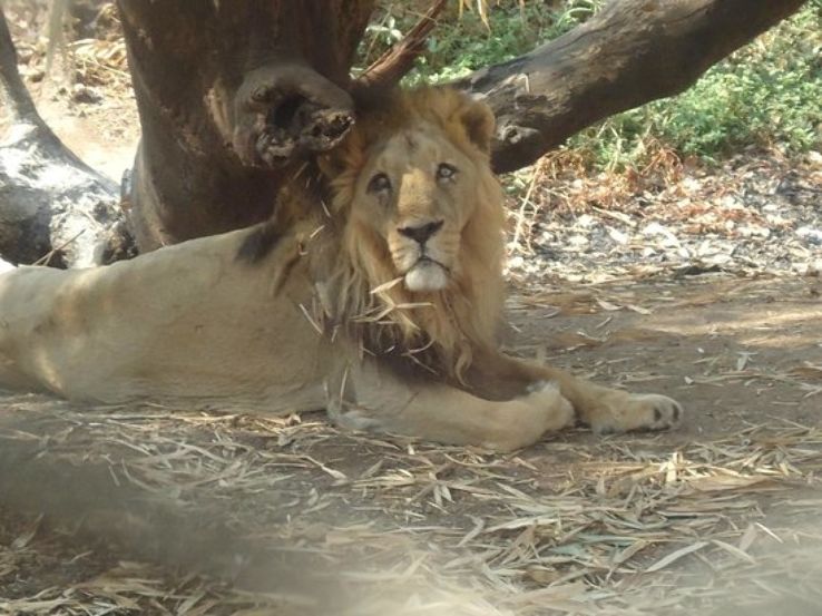 Silvassa Vasona Lion Safari  Trip Packages