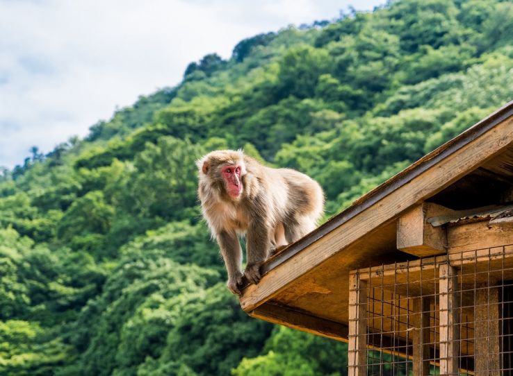 Japan Monkey Park Trip Packages