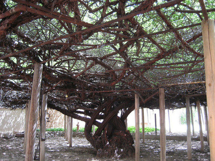 Rose Tree Museum Trip Packages