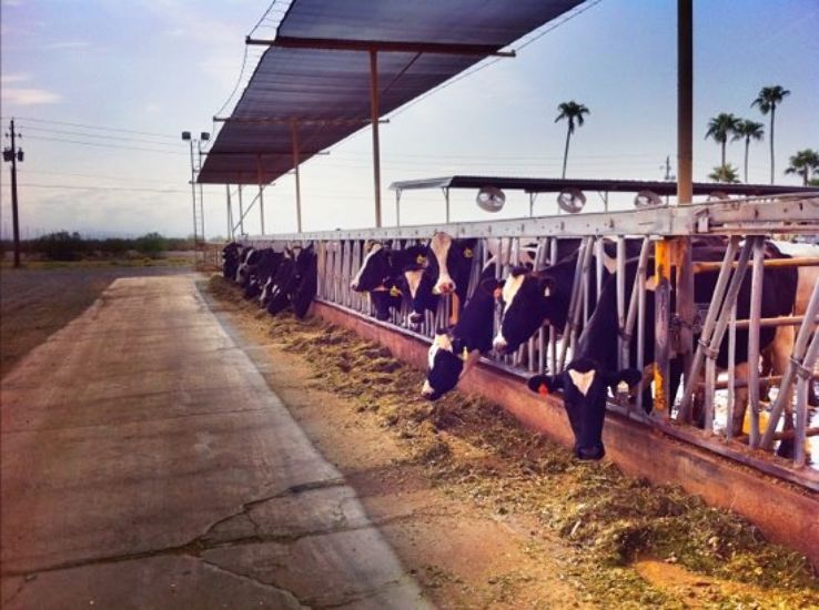 Superstition Farm Trip Packages