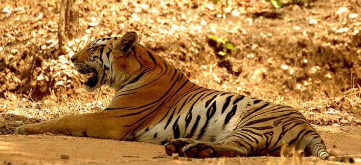 Spot a White Tiger in Sunderban Trip Packages