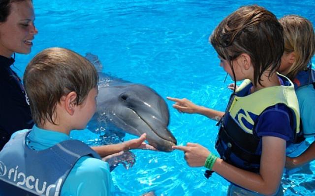 Swimming With The Dolphins Trip Packages