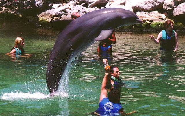 Swimming With Dolphins Trip Packages