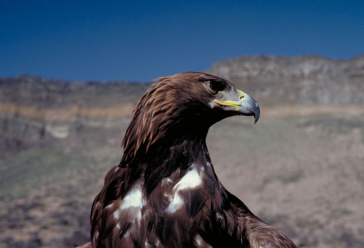 World Center for Birds of Prey  Trip Packages