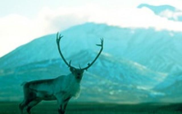 Exciting Wildlife Tours Trip Packages