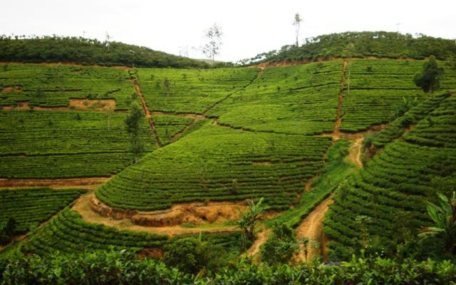 Tea Plantation Trip Trip Packages