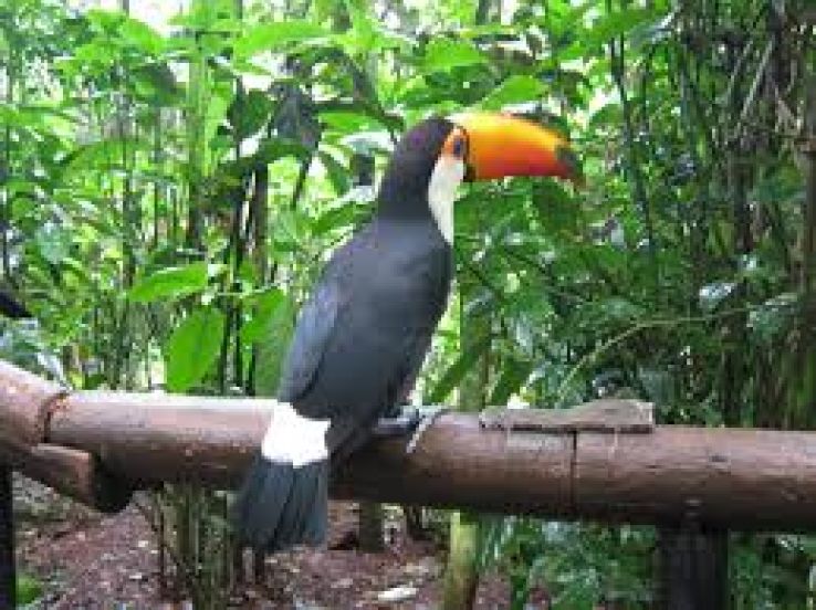 The Bird Park Trip Packages