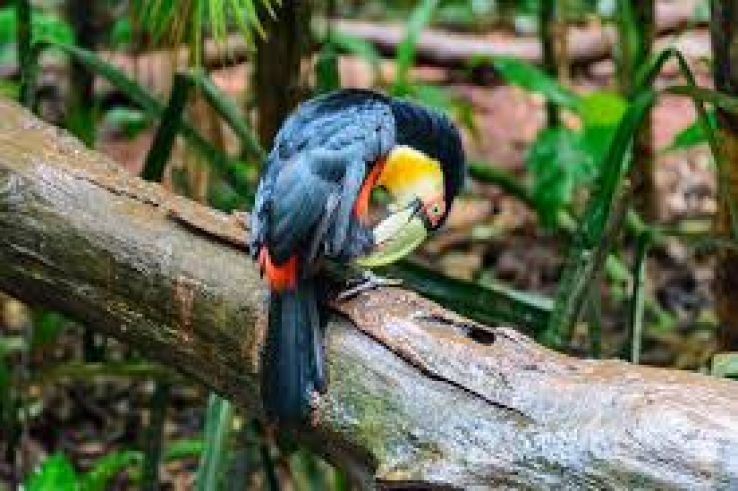 The Bird Park Trip Packages