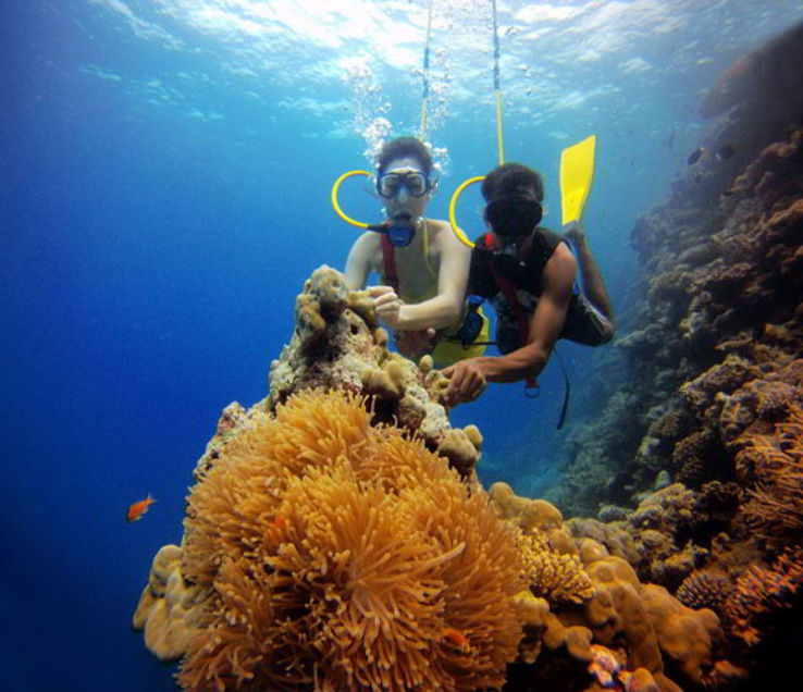 Coral beauty In Bangaram Trip Packages