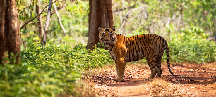Kali Tiger Reserve Trip Packages