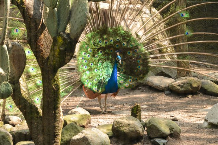 Chapultepec Zoo Trip Packages