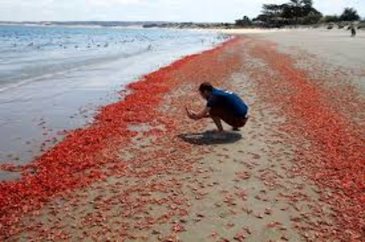 Watch Red Crab at Delta Trip Packages