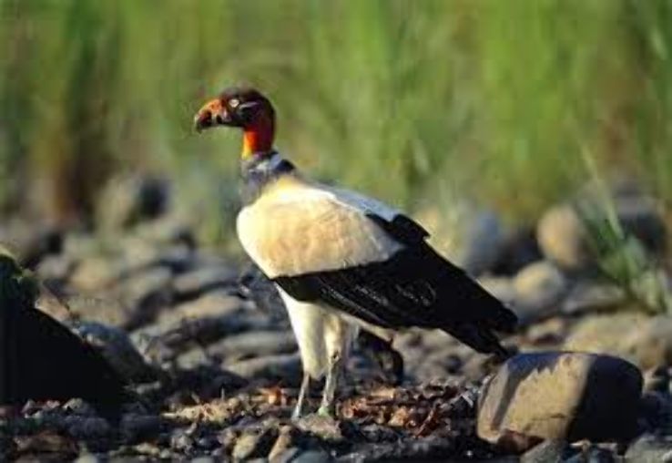 Panna National Park Trip Packages Panna National Park Trip Packages