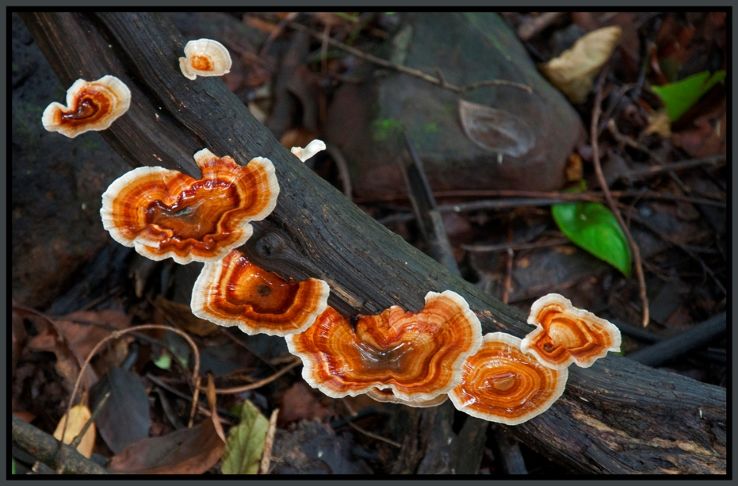 Karnala Bird Sanctuary Trip Packages