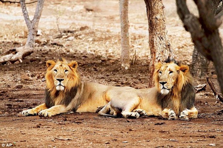 A visit to the Gir Wildlife Sanctuary Trip Packages