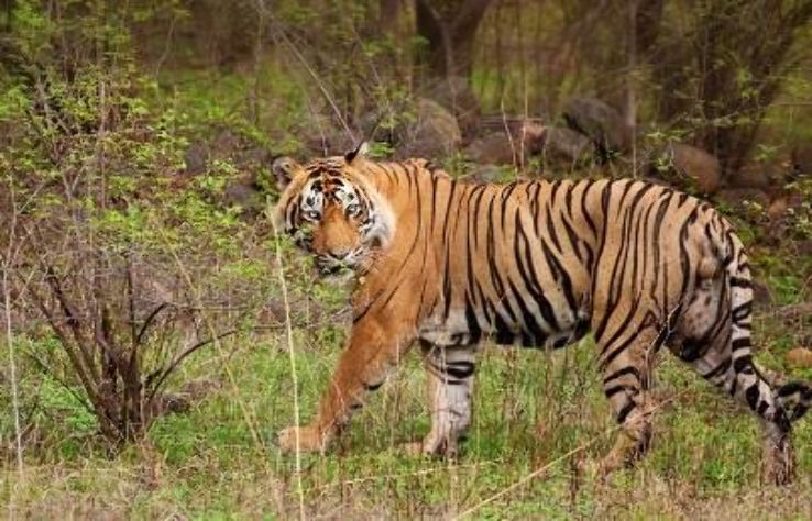 Srisailam tiger reserve Trip Packages