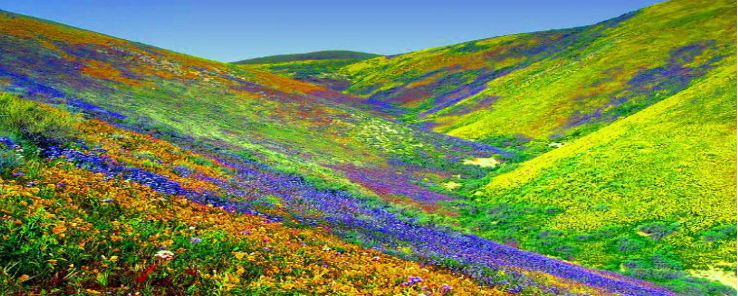 Valley of Flowers Trip Packages