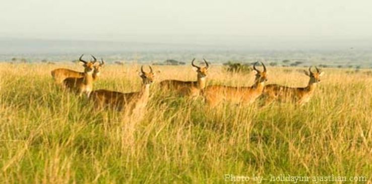 kumbhalarg wildlife sanctuary Trip Packages