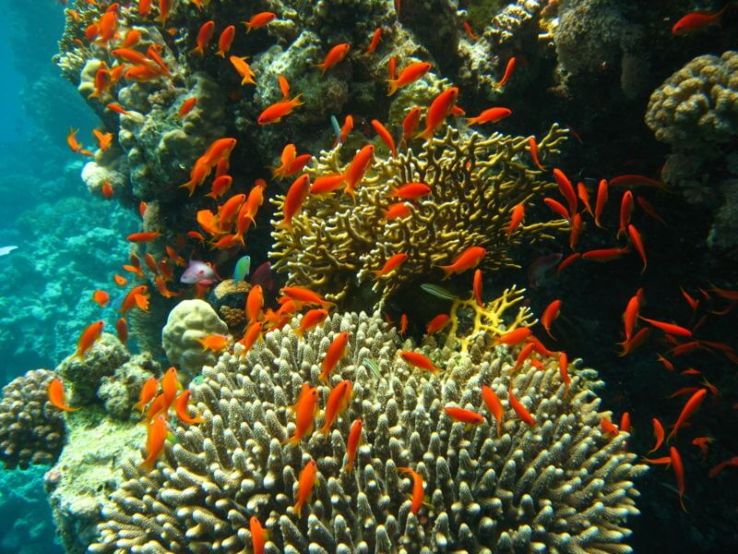 Coral beauty In Bangaram Trip Packages Coral beauty In Bangaram Trip Packages