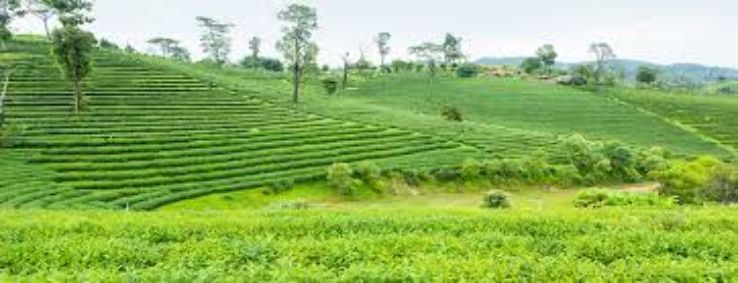 Kausani Tea State Trip Packages