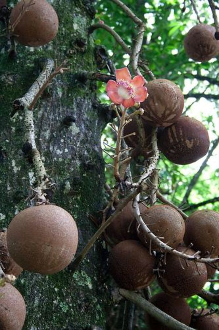 The Indian Botanical Garden Trip Packages