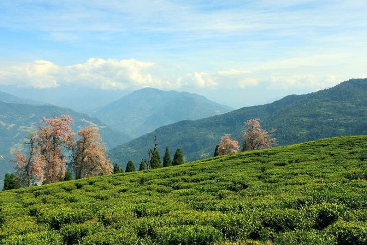 Temi Tea Estate Trip Packages