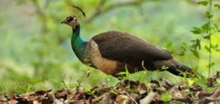 Parambikulam Wildlife Sanctuary Trip Packages