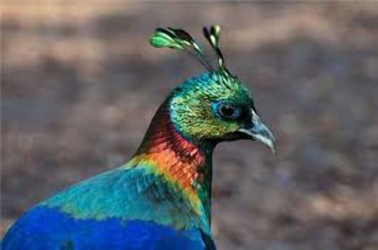 Himalaya Nature Park Trip Packages