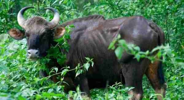 Experience 2 Days Things To Do In Wayanad Holiday Package