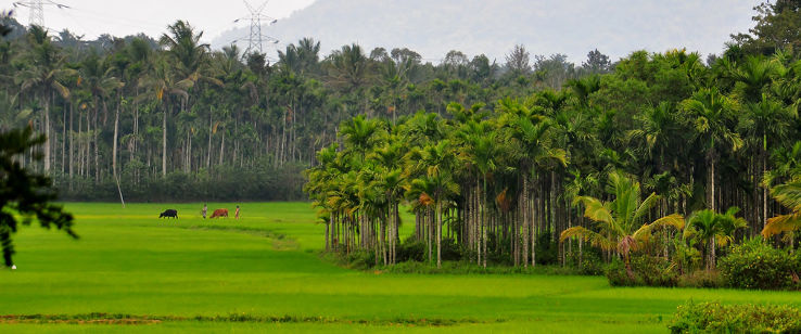 Sulthan Bathery Trip Packages