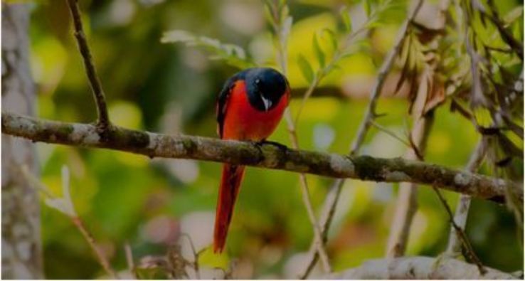 Pakshipathalam Bird Sanctuary Trip Packages