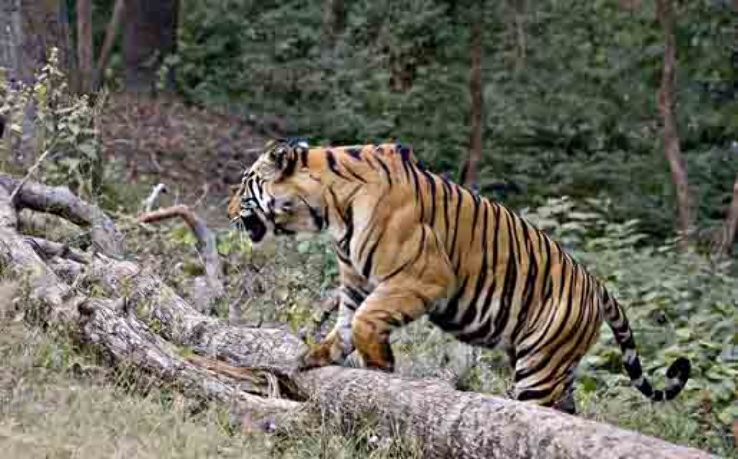 Buxa Tiger Reserve Trip Packages