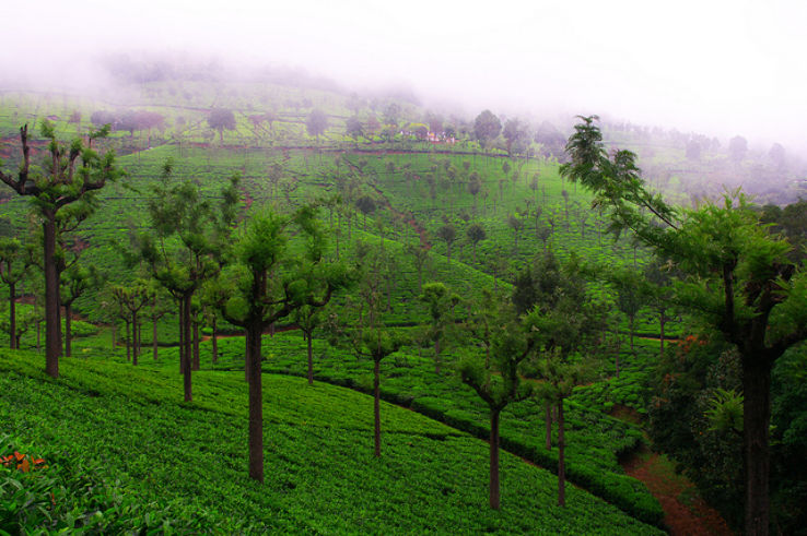 Kausani Tea State Trip Packages