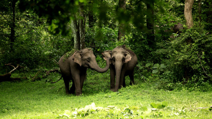 Wayanad Wildlife Sanctuary, wayanad, India - Top Attractions, Things to